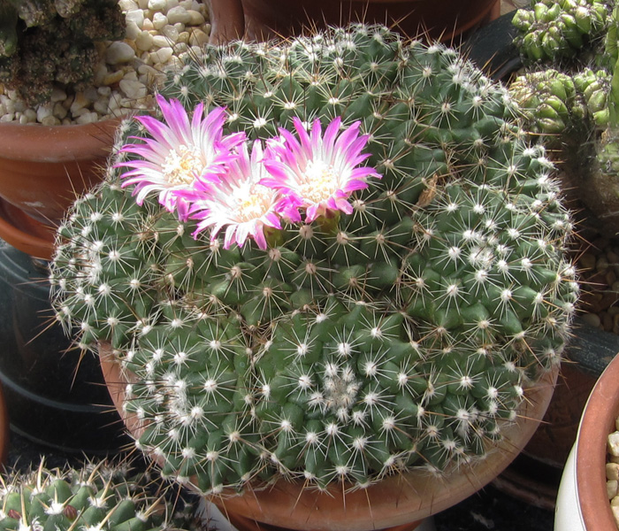 Mammillaria rekoi subsp. aureispina